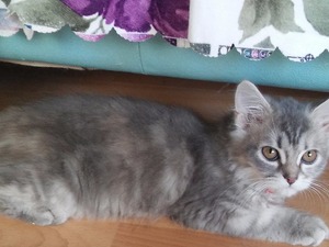 Chinchilla Sahibinden 350 TL