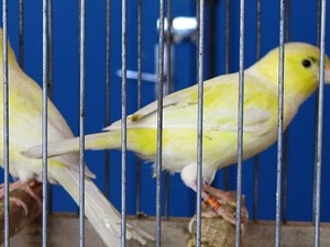 Roller kanarya 3-6 Aylık Cumhuriyet Mah.
