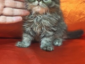 Egzotic shorthair kedi Çankaya