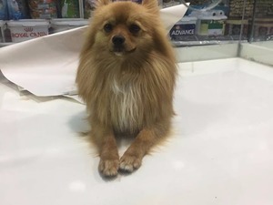 Kızılay Mah. köpek ilanı ver