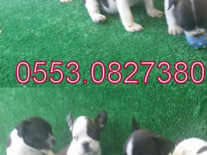 French bulldog Sahibinden Yeni Mah.