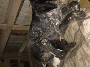 yaş Bilmiyorum köpek Kurtköy Mah.