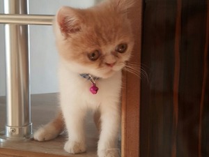 Demirci Mah. kedi ilanı ver