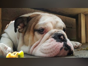 English bulldog yaş 1