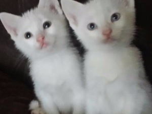 Van kedi Odunpazarı