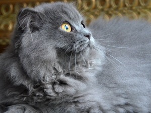 Şehremini Mah. kedi ilanı ver