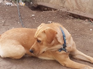 Golden retriever 0 TL Adatepe Mah.