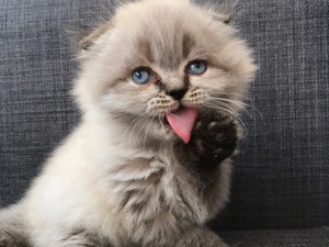 Scottish fold Dişi ve Erkek Şehremini Mah.