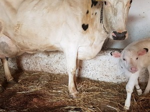 Aralık Köyü hayvanlar fiyatları