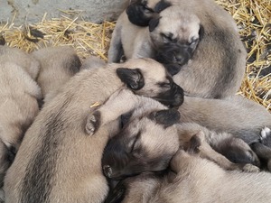 Yenikarahisar Bld. köpek ilanı