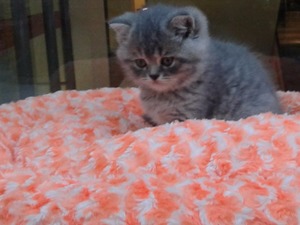 British shorthair kedi Güzelbahçe