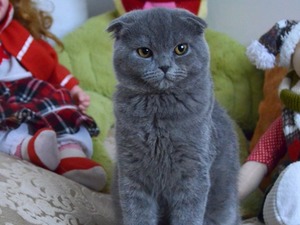 Scottish fold Erkek Mevlanakapı Mah.