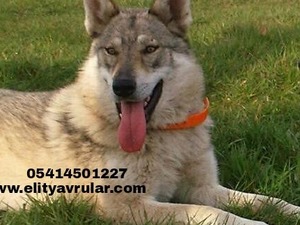 Altınşehir Mah. köpek ilanı