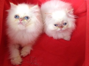 İran kedi Kadıköy