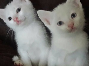 Yenidoğan Mah. kedi ilanları