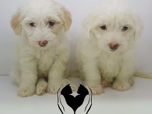 White terrier Cumhuriyet Mah.
