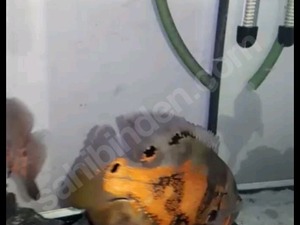 Esenevler Mah. hayvanlar ilanı ver