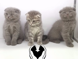 Scottish fold 1 TL Cumhuriyet Mah.