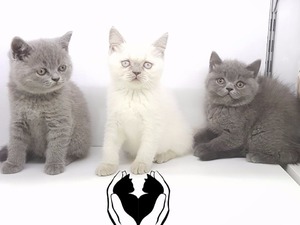 kedi British shorthair fiyatları