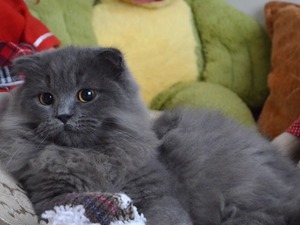Scottish fold 6-12 Aylık