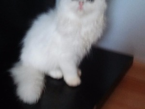 İran kedi Kartal