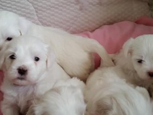 Parazit tedavisi yapılmış Maltese terrier