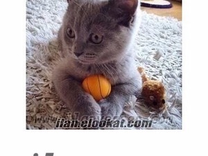 kedi British shorthair fiyatları