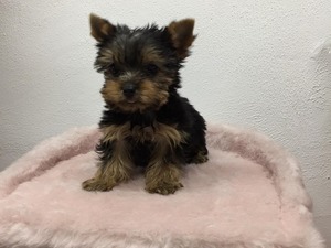 yaş 0-3 Aylık köpek Balat Mah.