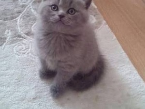 British shorthair 0-3 Aylık Çayyolu Mah.