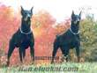 SATILIK ORJİNAL DOBERMAN YAVRULARI