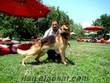 FULL EGİTİMLİ SECERELİ SATILIK ALMAN KURDU - K9 DOG KENNELS