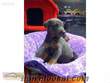 Satılık Blue Doberman Yavruları EVCİLİMPET&KLİNİK