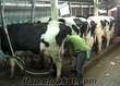 akaylar besi çifliği satılık holtein buzalı süt inekleri