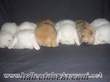 çok güzel Yavru bebekler 45 günlük Hollanda Lop Tavşanı