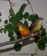 Bir cift Altin Goguslu Mumgaga(Golden Breasted Waxbill), bir cift Bengal Ispinoz