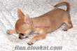 fincan köpek Chihuahua YAVRULARIMIZ mikro çipli