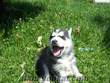 GÜZELLER GÜZELİ SİBİRAN HUSKY YAVRULARI