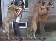 bulgaristan deliorman kangal ve malaklı