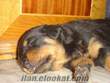 Rottweiler yavruları sahiplendirilecek