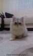 İran kedisi chinchilla 6 aylık yavru