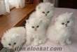 iran kedisi yavruları 90 gunlukler