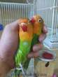 van papağan ev üretimi yavru papağan cennet papağanı bebekleri