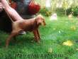 redbone coonhound yavruları