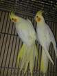 albino lutino yumurtalı sultan papağanı eşli garanti çift