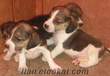 üretim çiftliginden satılık yavru köpekler satılık beagle yavruları
