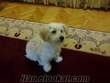 ankarada 8 aylık, erkek, satılık maltese terrier