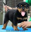 SATILIK ROTTWEILER YAVRULARI 300 TL