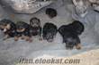 denizlide satılık rottweiler yavruları