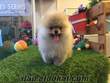 Muhteşem Pomeranian Boo Yavrular