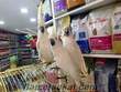 sülfür-triton-umbrella-kakadu papağanları